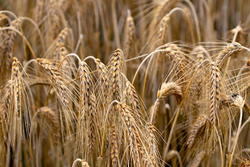 rye secale cereale