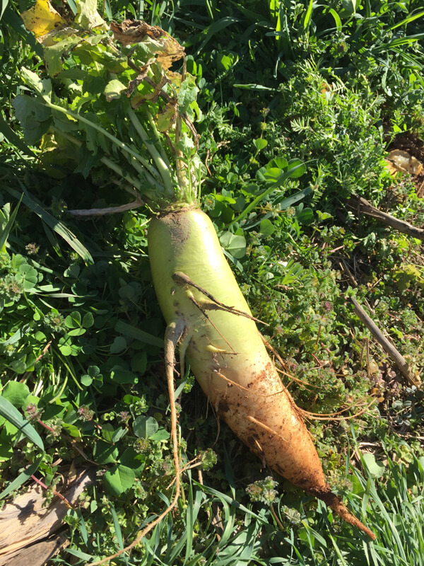 DaikonRadish