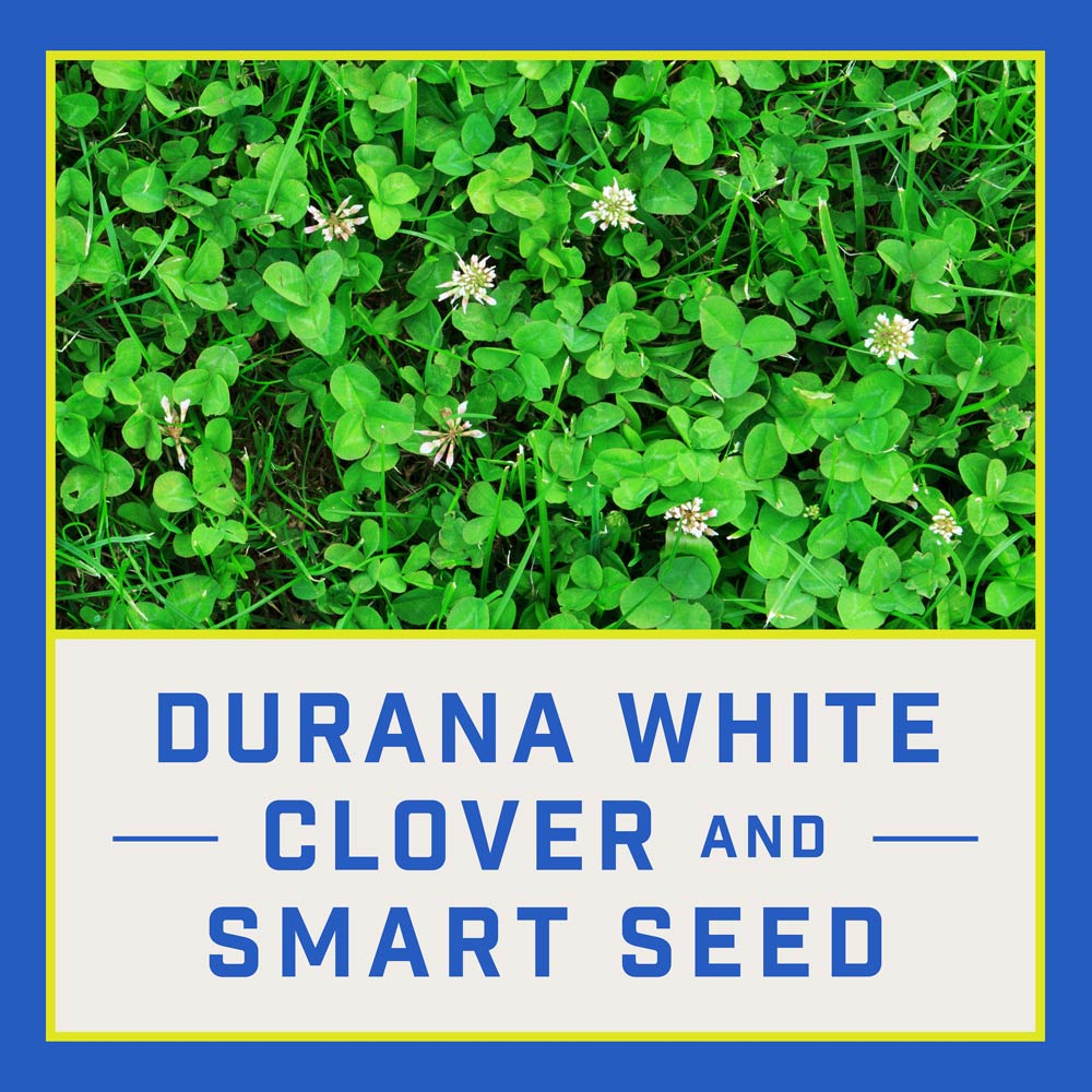 thumbnail image 2 of Flowering Roadside Grass Seed Mix - Low Maintenance Blend With Grass, Clover & Wildflowers (300 Gram) 2 of 12