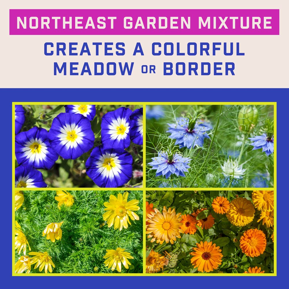 DG384-PE-Wildflower-Northeast-Mix-Alt-Images-04