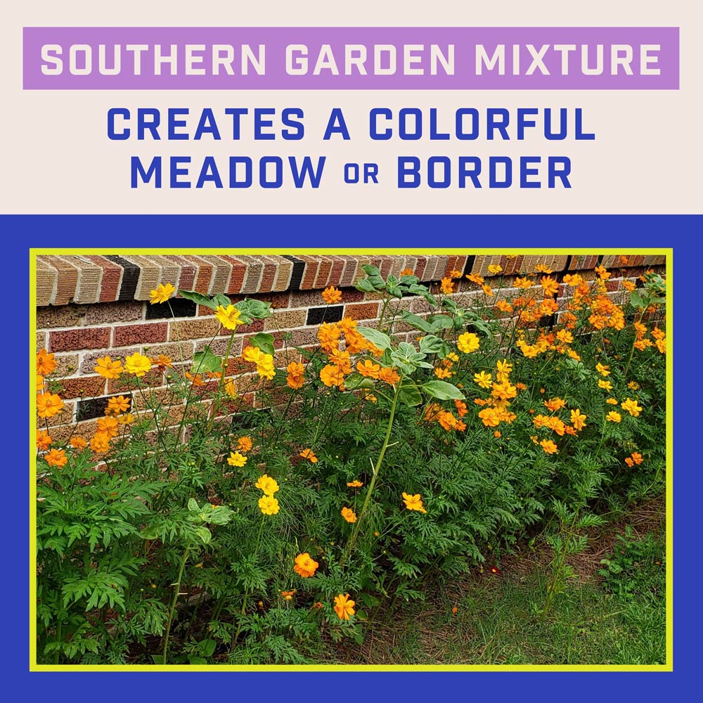 DG386-PE-Wildflower-Southern-Garden-Mix-Alt-Images-04