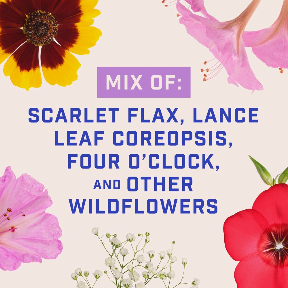 DG386-PE-Wildflower-Southern-Garden-Mix-Alt-Images-05