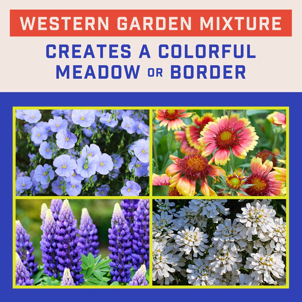 DG387-PE-Wildflower-Western-Garden-Mix-Alt-Images-04