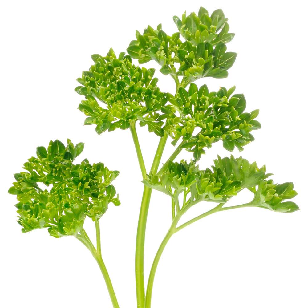 3x-Curled-Parsley
