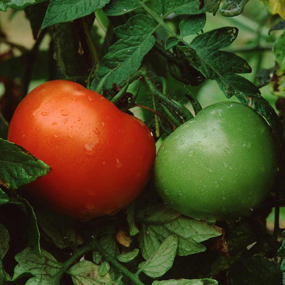 Better-Boy-Tomato