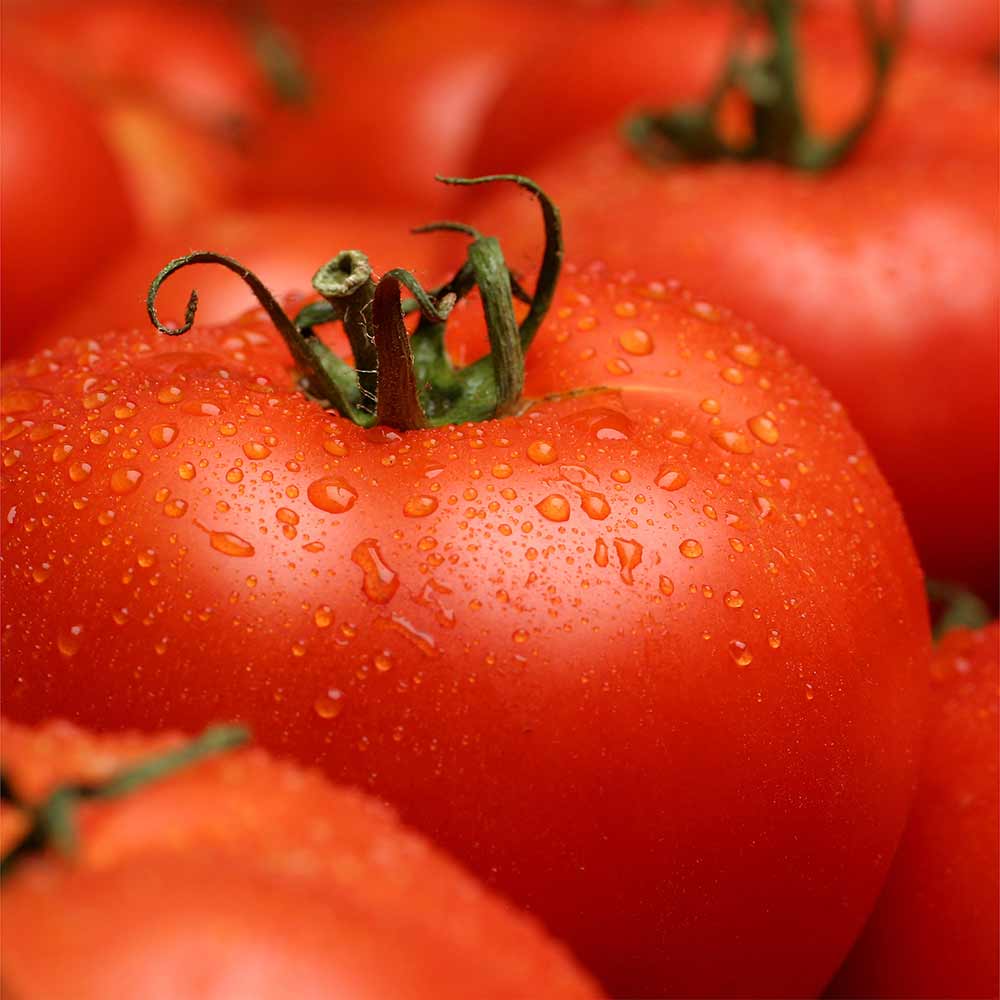 Big-Boy-Tomato