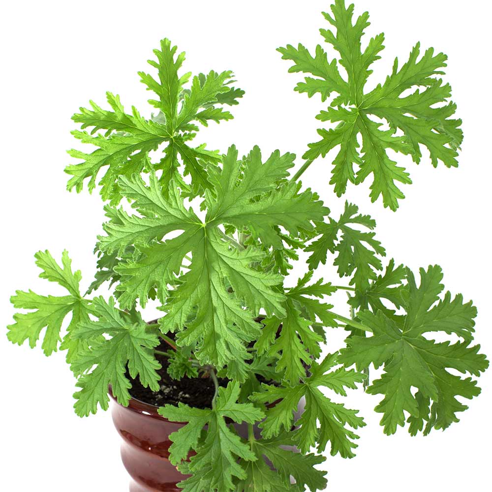 Citronella plant sales for sale