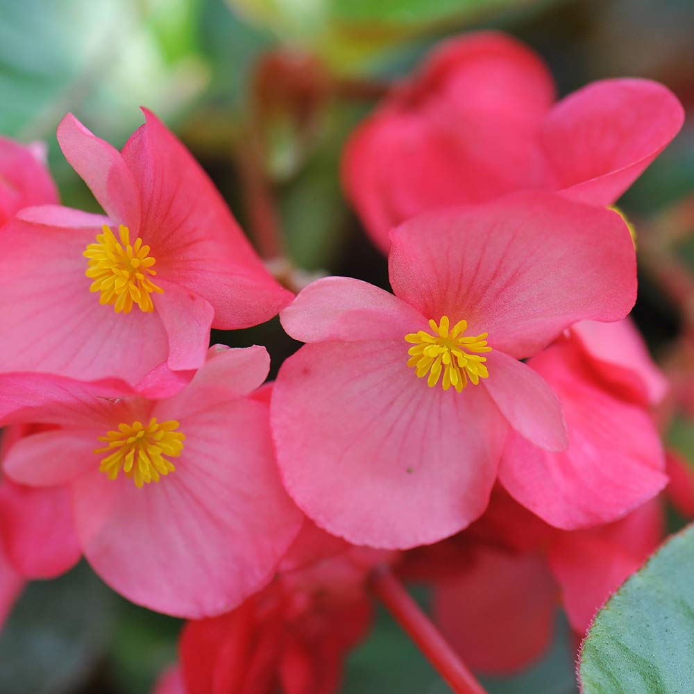 DG426-PE-Live-Goods-Annuals-Big-Begonia-Pink-Outdoor-Plant
