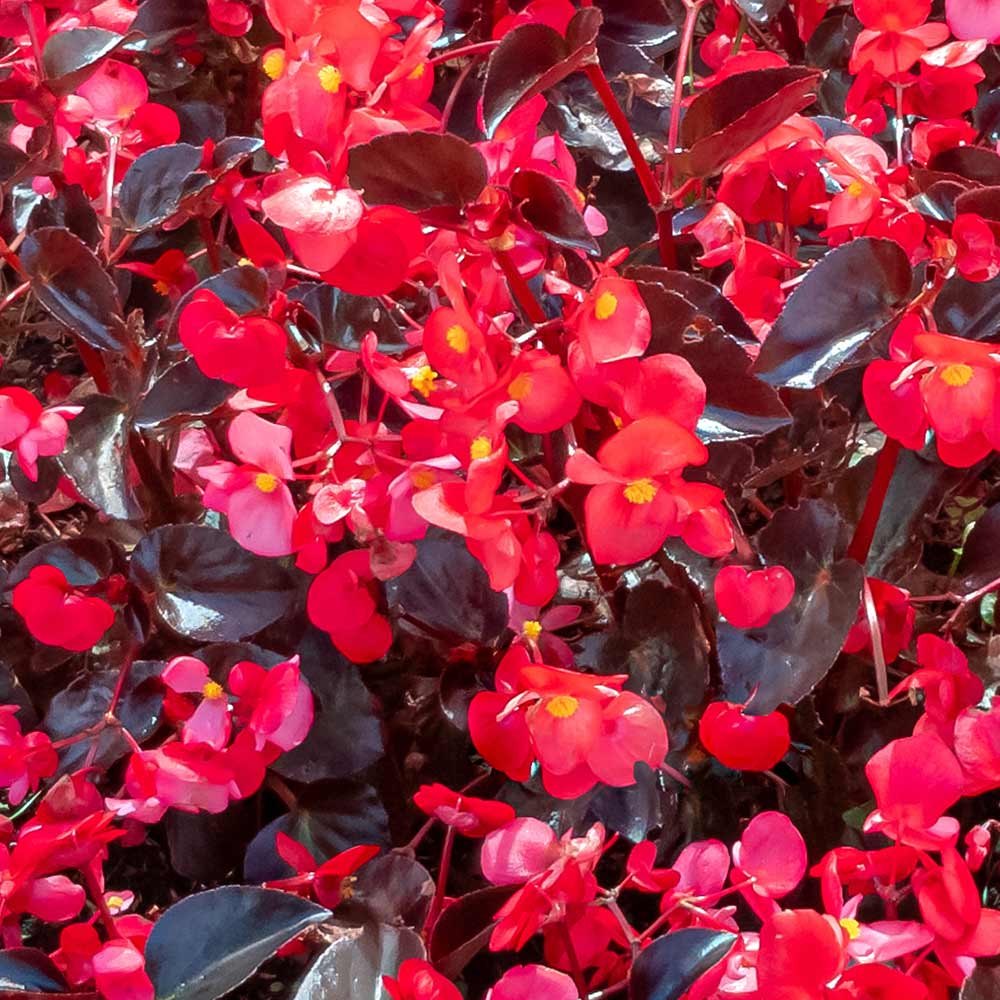 DG426-PE-Live-Goods-Annuals-Big-Begonia-Red-Outdoor-Plant