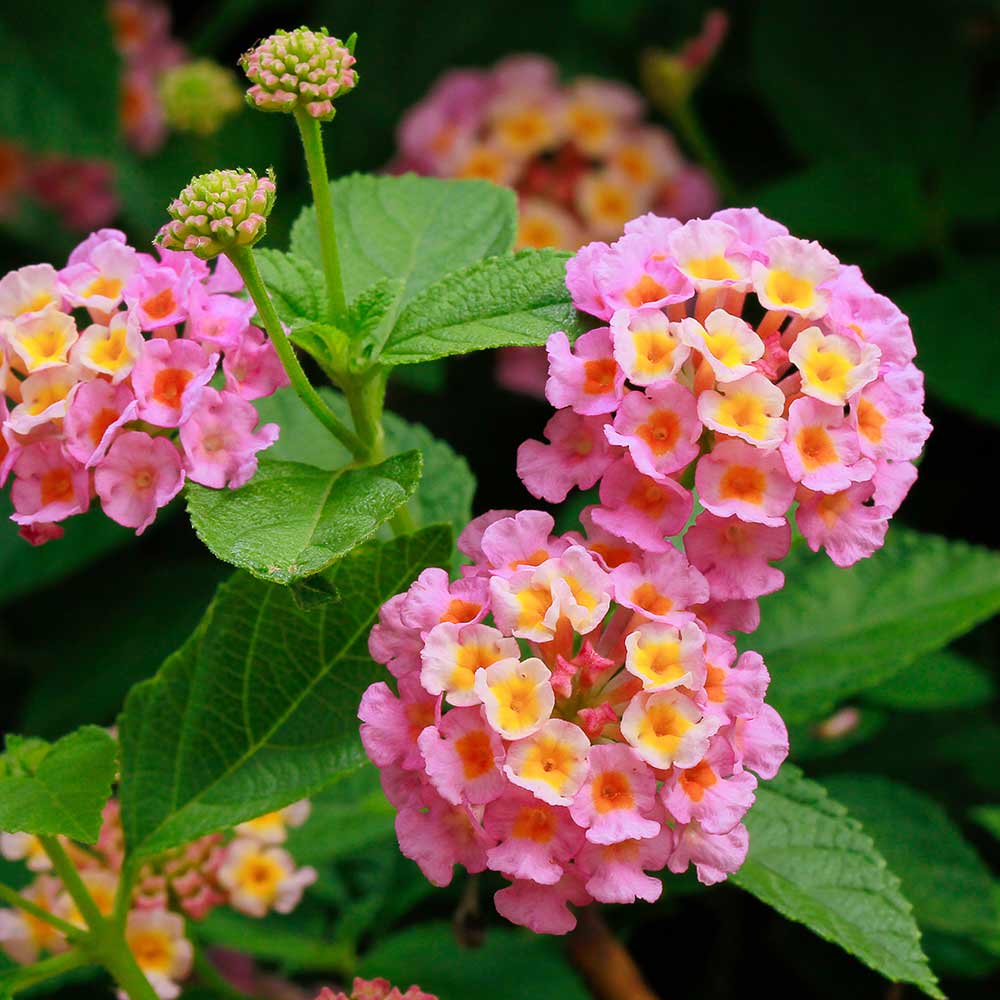 DG426-PE-Live-Goods-Annuals-Lantana-Bloomify-Pink-Outdoor-Plant