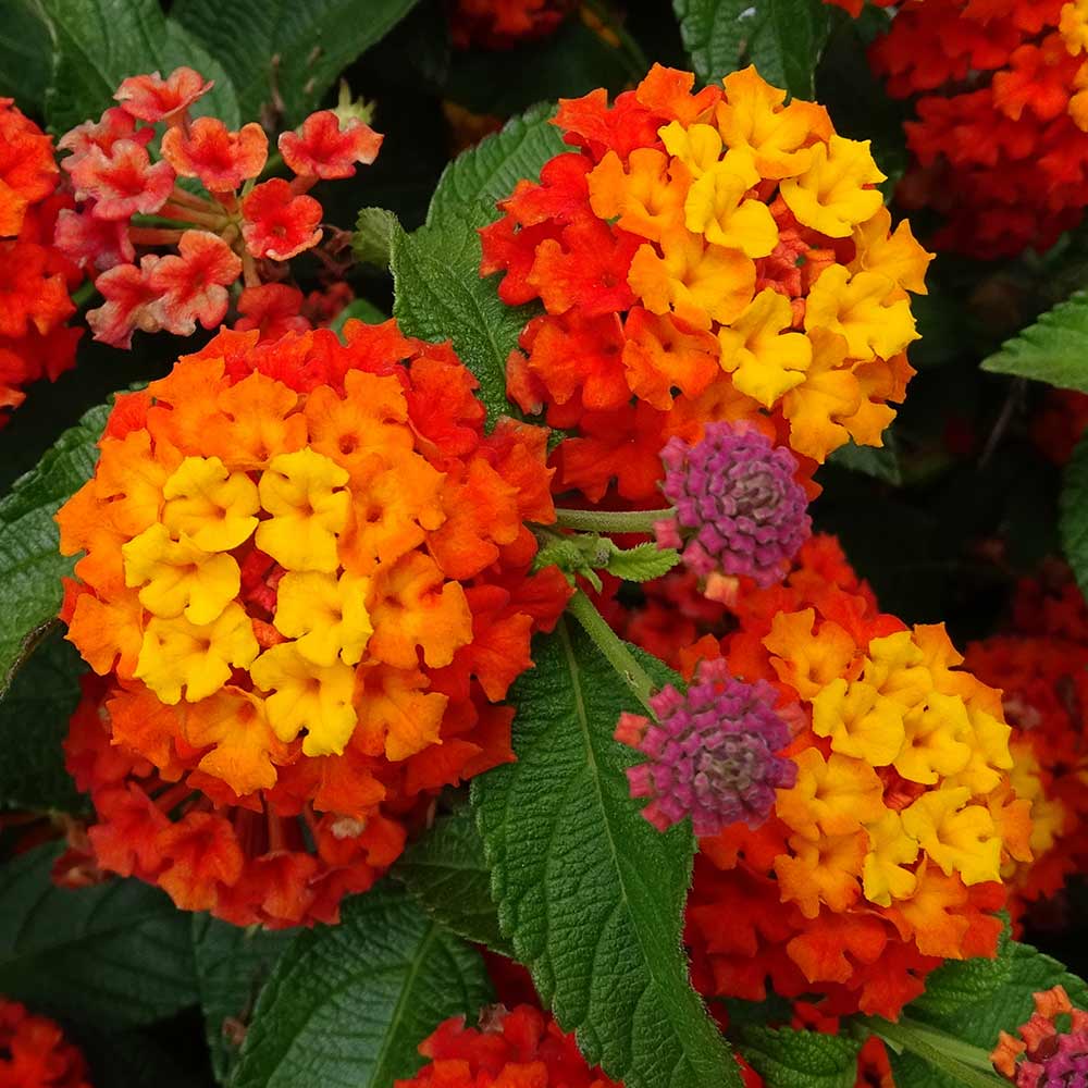 DG426-PE-Live-Goods-Annuals-Lantana-Bloomify-Red-Outdoor-Plant