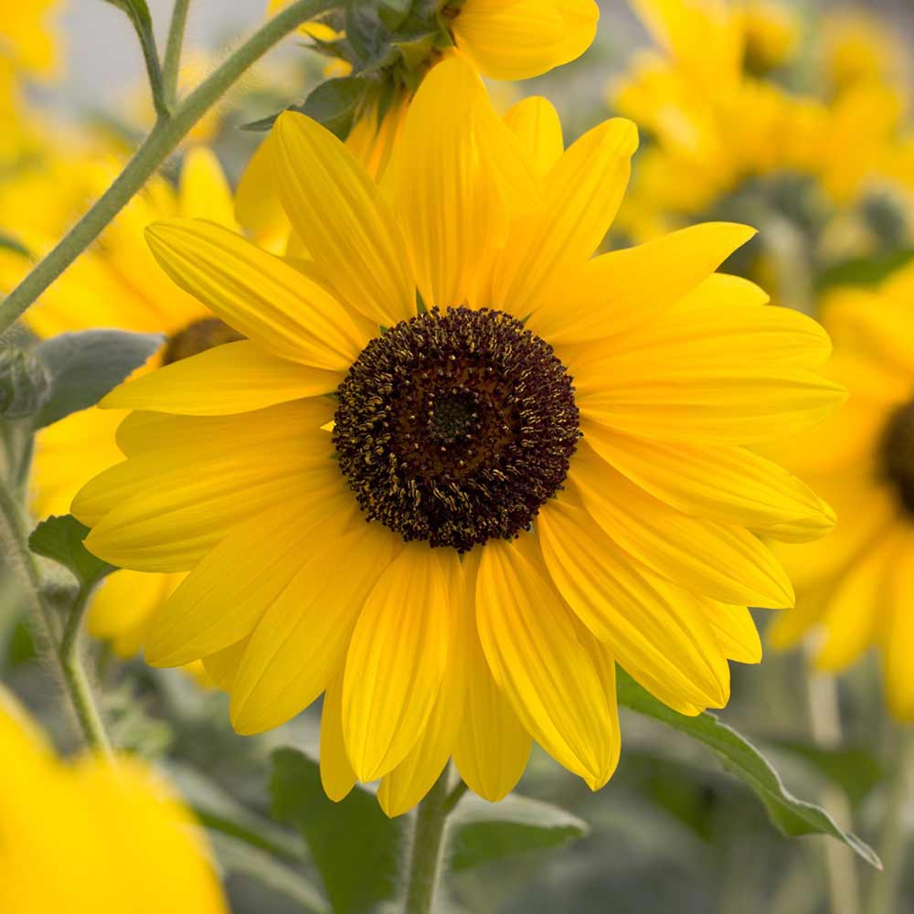 DG426-PE-Live-Goods-Annuals-Sunfinity-Sunflower-Outdoor-Plant