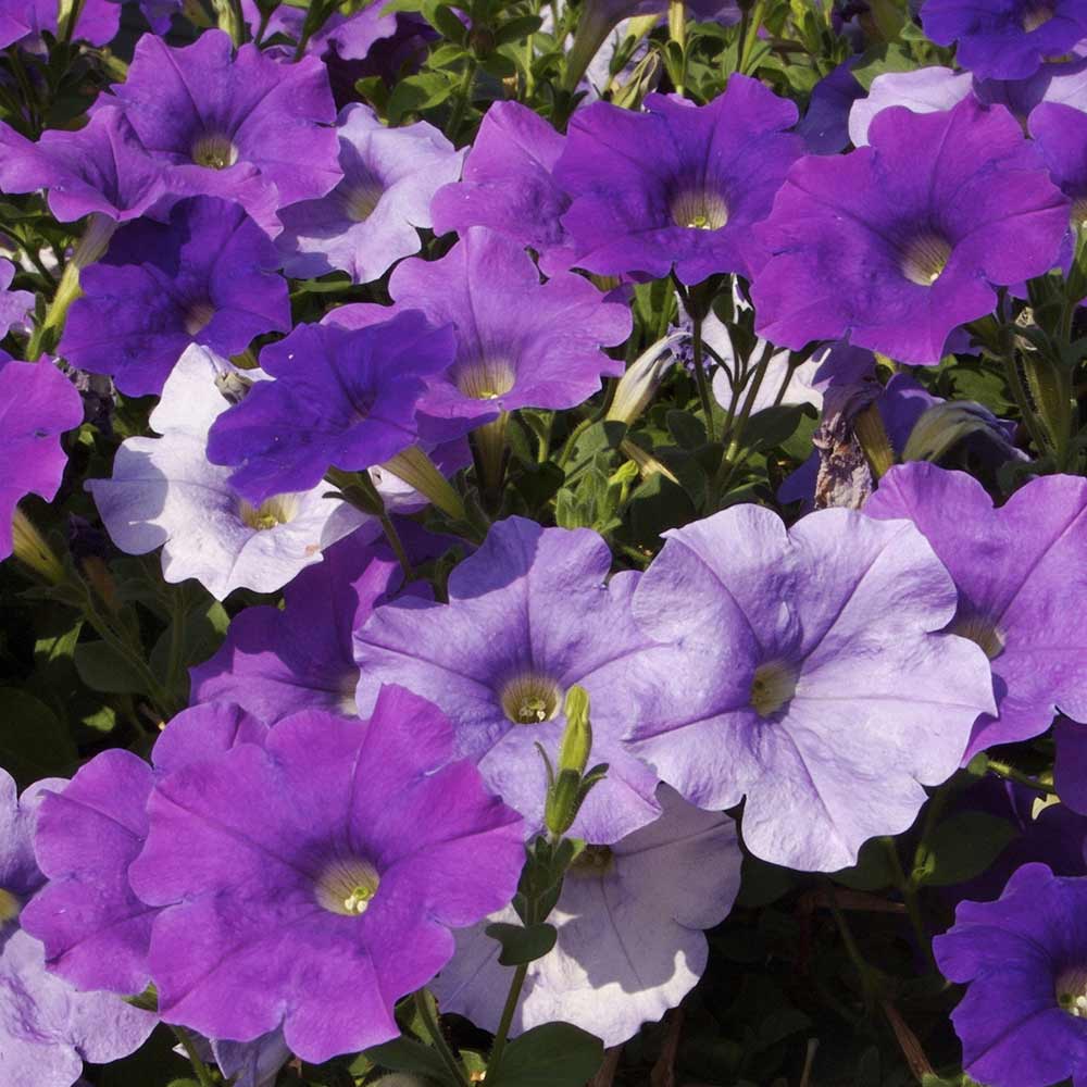 DG426-PE-Live-Goods-Annuals-Supercal-Petunia-Lavender-Outdoor-Plant