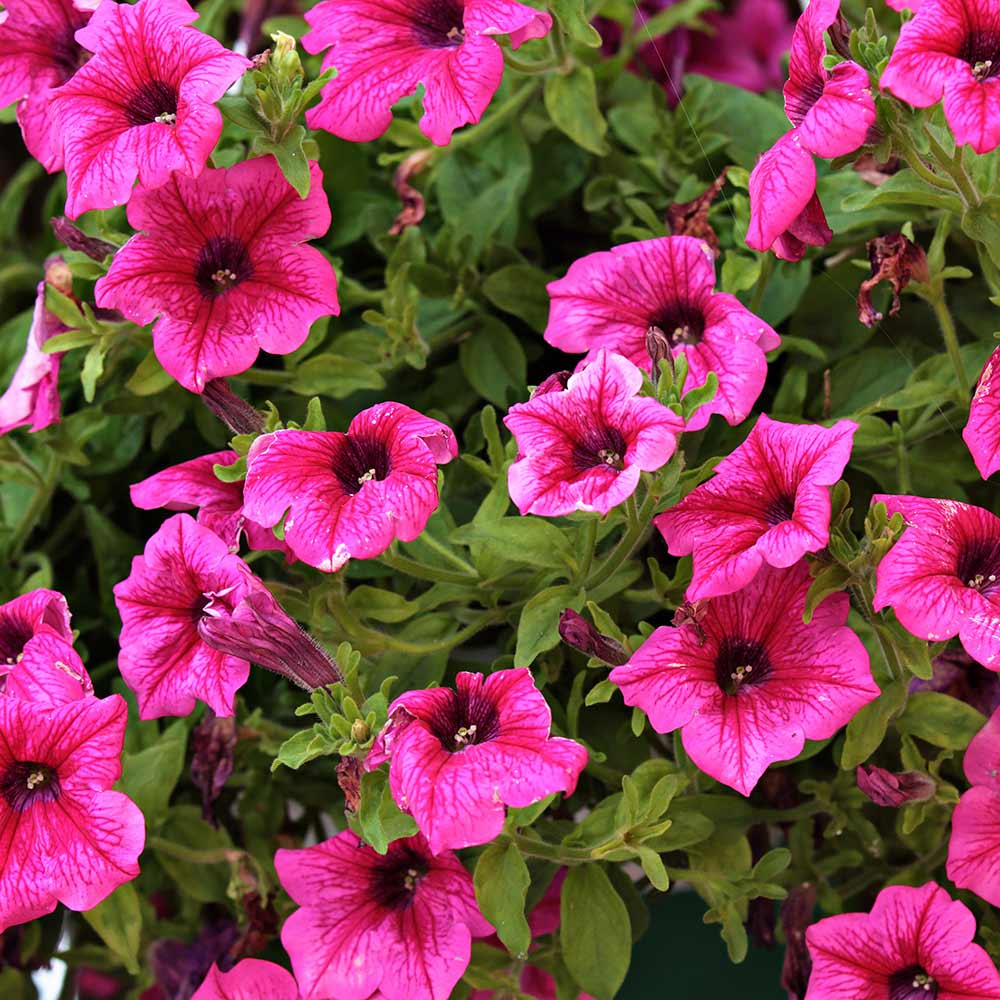 DG426-PE-Live-Goods-Annuals-Supercal-Petunia-Rose-Outdoor-Plant