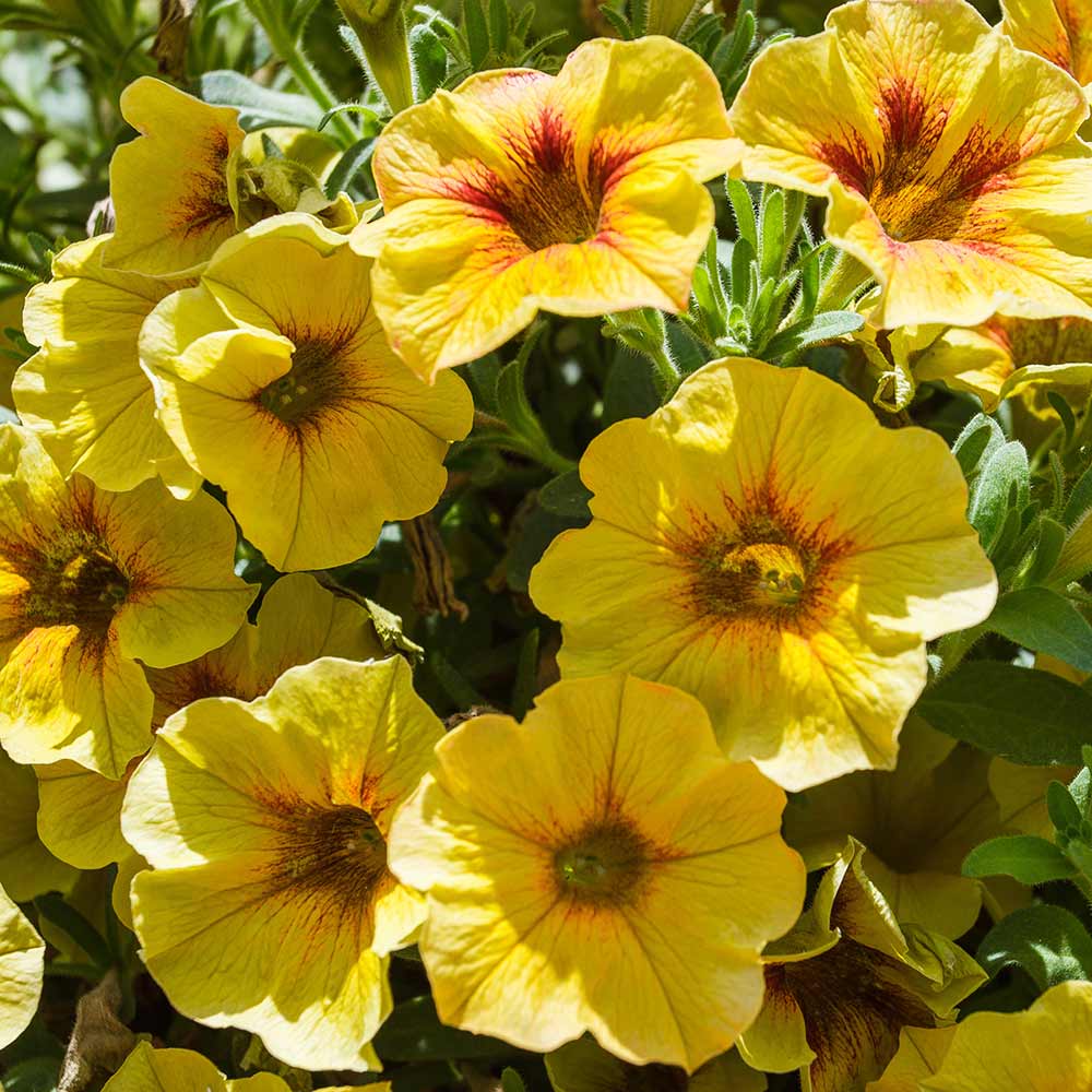 DG426-PE-Live-Goods-Annuals-Supercal-Petunia-Yellow-Outdoor-Plant