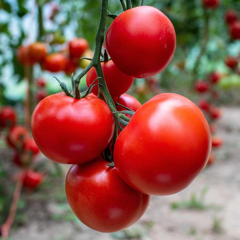 Pennington Early Girl Plus Tomato Pennington Early Girl Plus Tomato