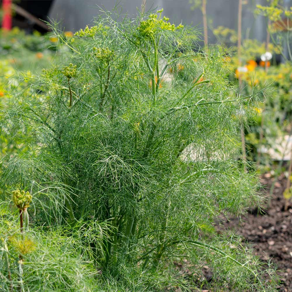 Fernleaf-Dill