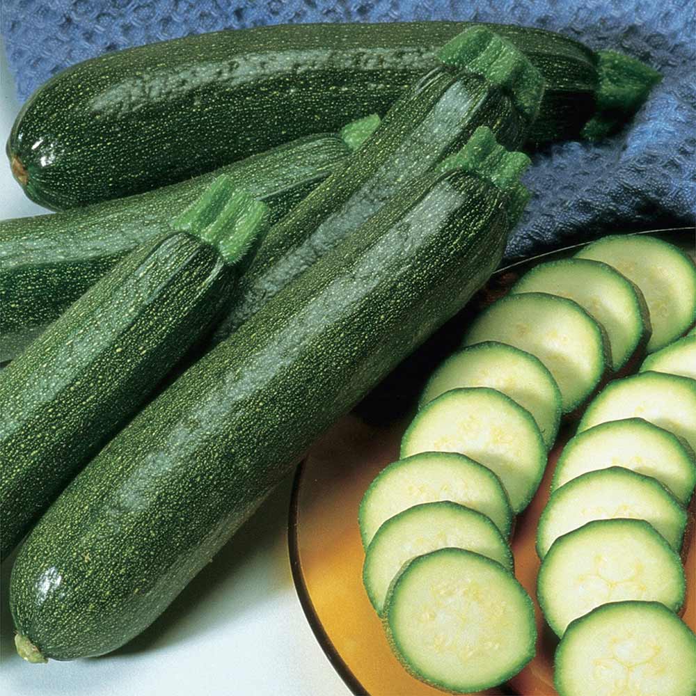 Hybrid-Zucchini-Squash
