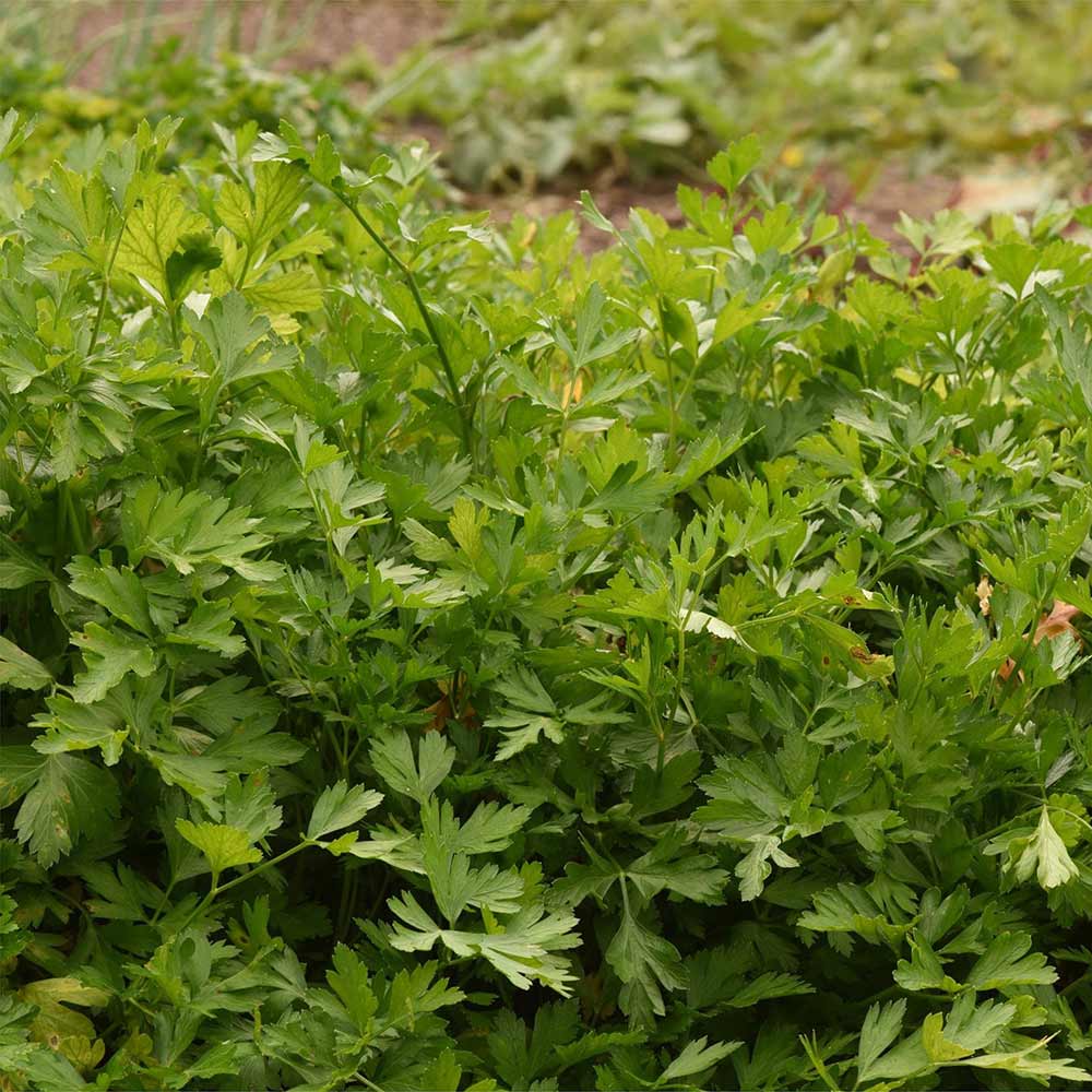 Italian-Dark-Single-Parsley
