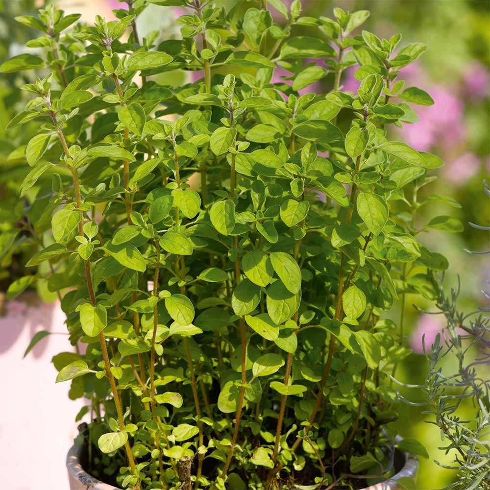 Italian-Oregano