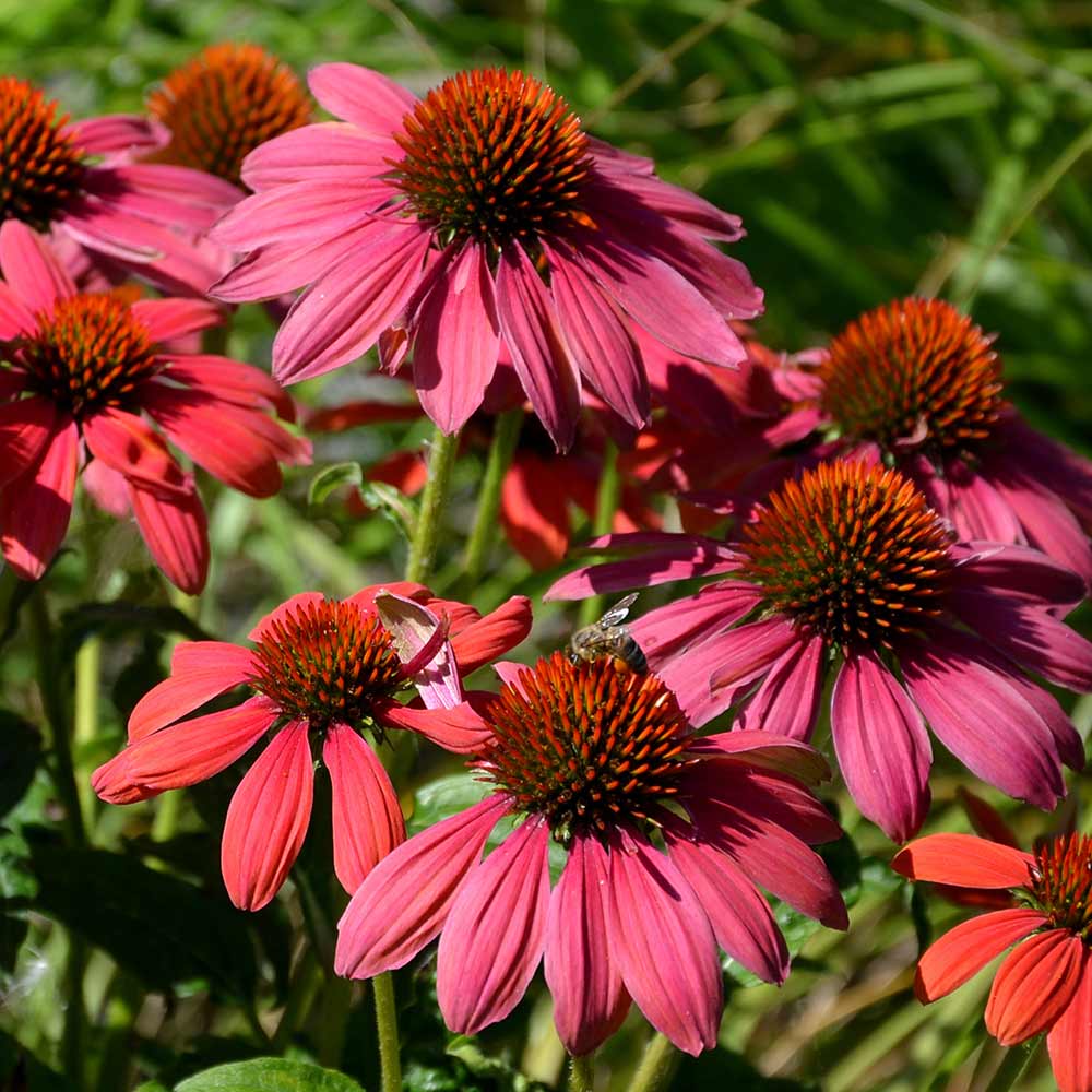 Live-Goods-Perennials-Alt-Images-Echinacea-Sombrero-Hot-Pink-Outdoor-Plant