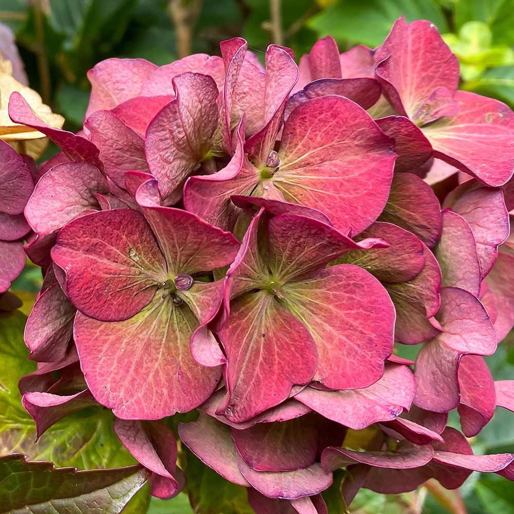 DG427-PE-Live-Goods-Perennials-Alt-Images-Hydrangea-Early-Hot-Red-Purple-Outdoor-Plant