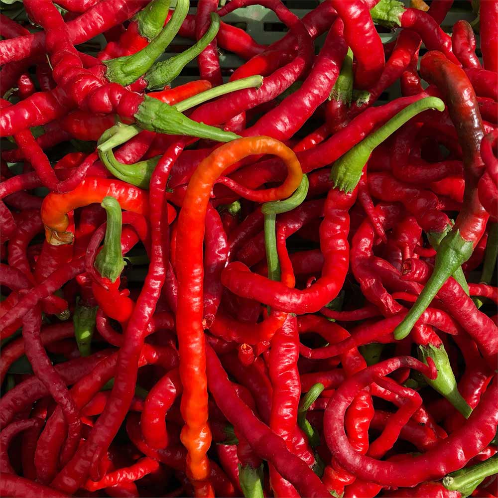 Long-Slim-Cayenne-Hot-Pepper
