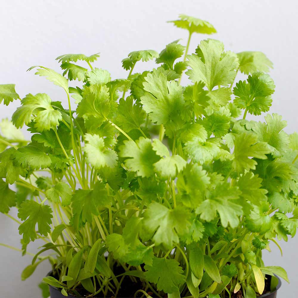 Santo-Cilantro