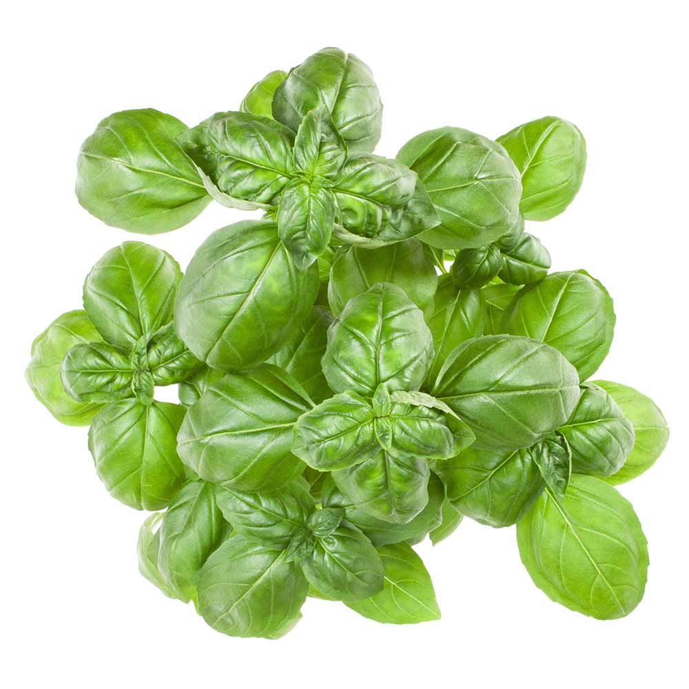 Super-Sweet-Genovese-Basil