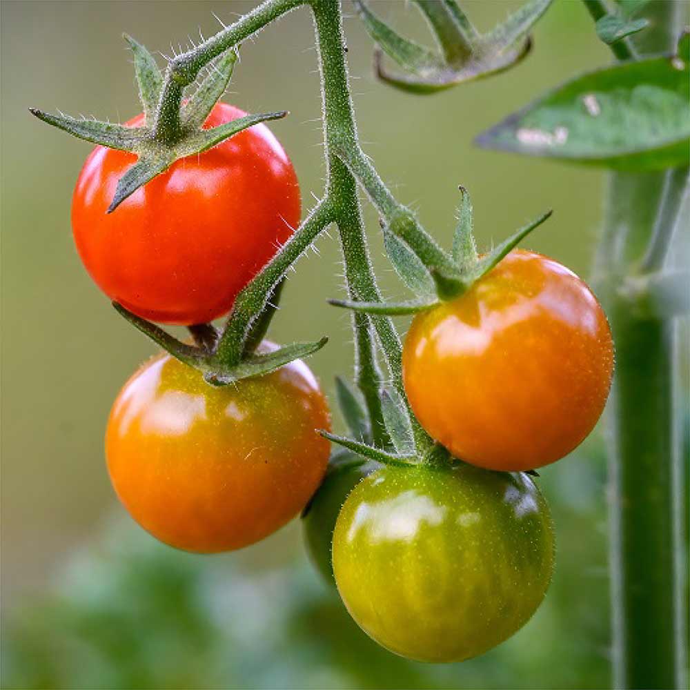 Sweet-100-Tomato