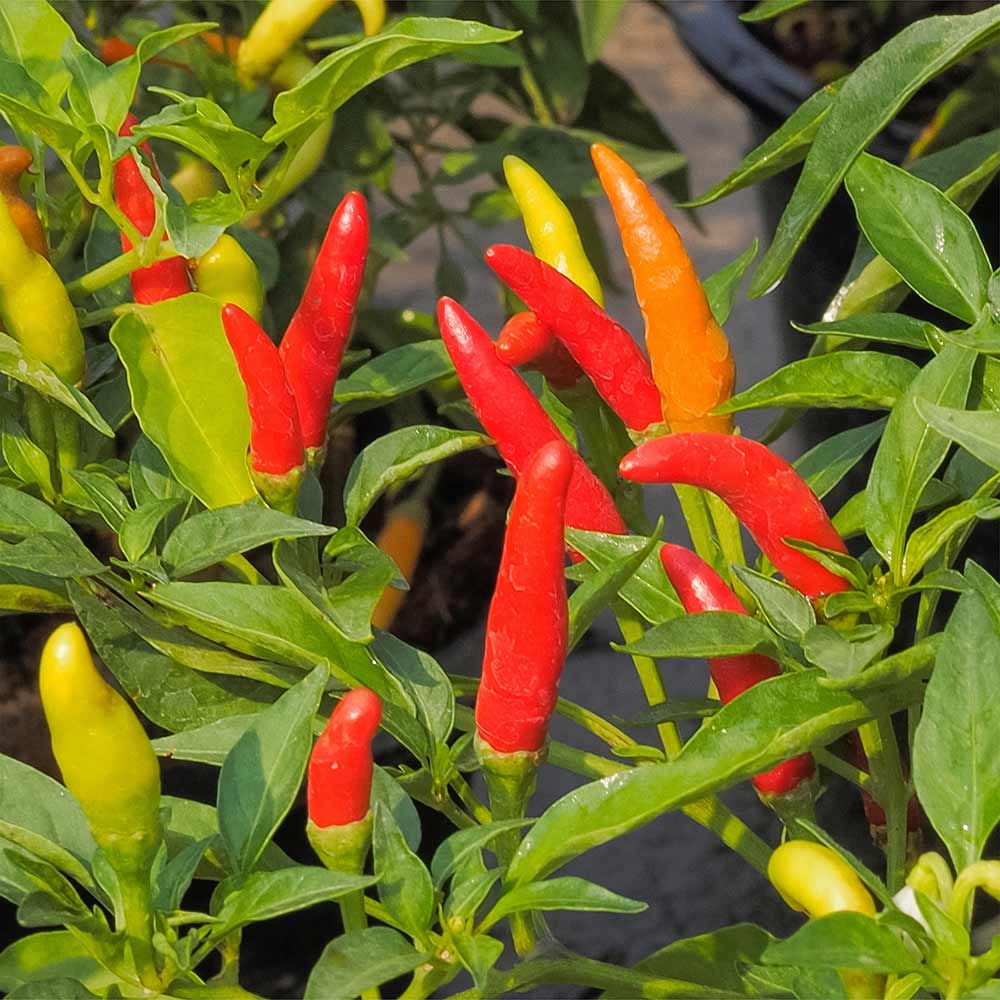 Pennington Tabasco Hot Pepper