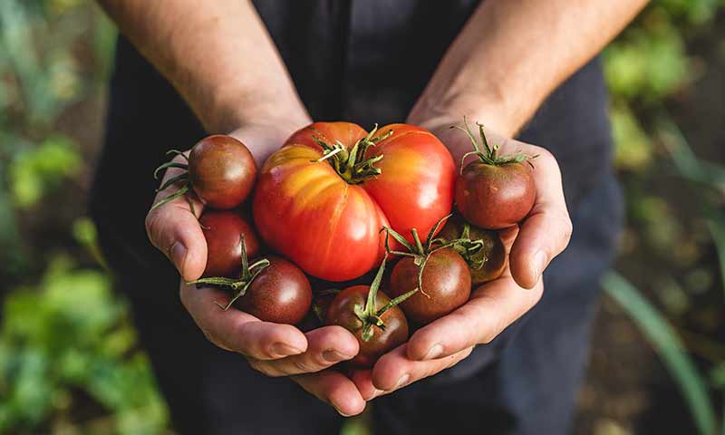 organic-vegetables