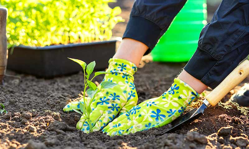 soil-seeding