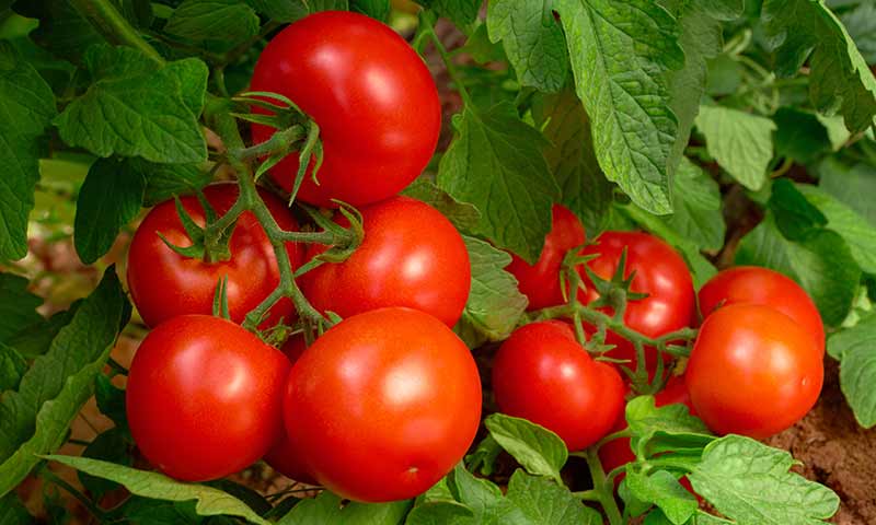 big-tomatoes