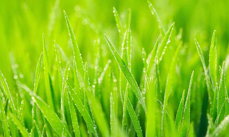 nitrogen-green-grass