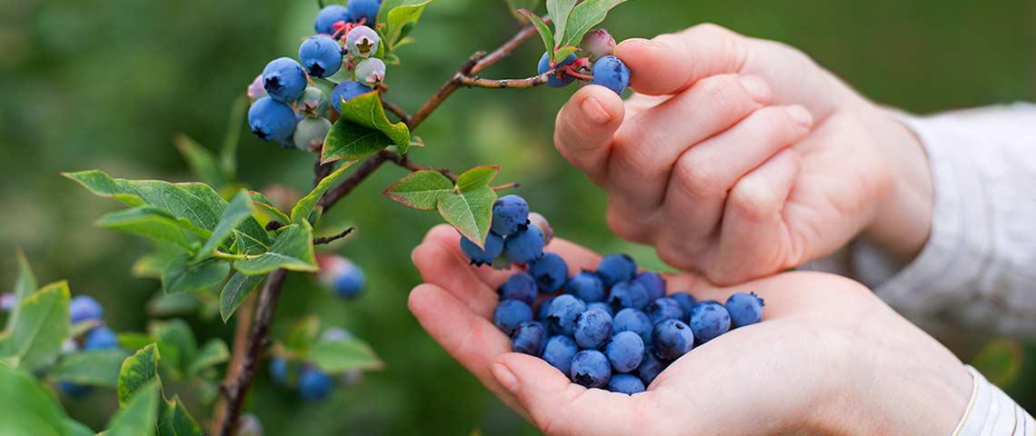 blueberries-og