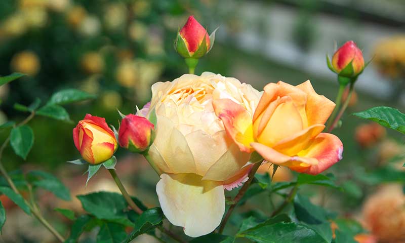 budding-roses