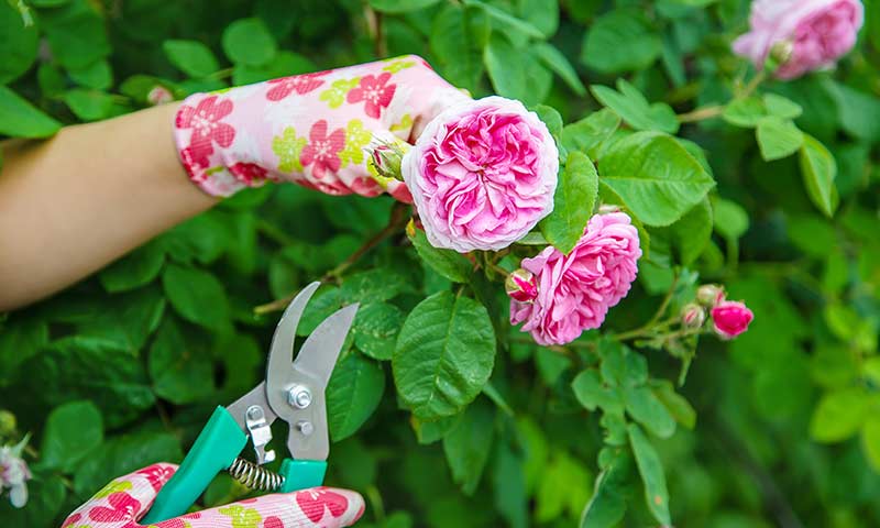 prunning-roses