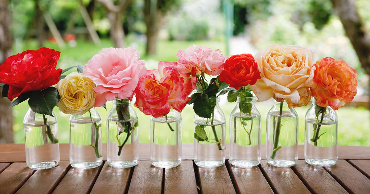 How to Feed and Care for Roses