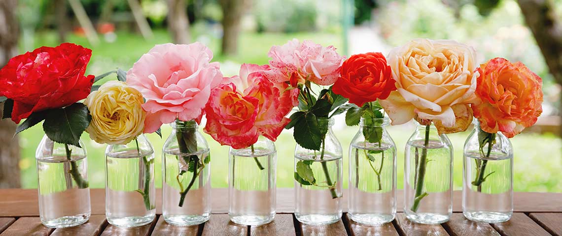 variation-of-garden-roses-og