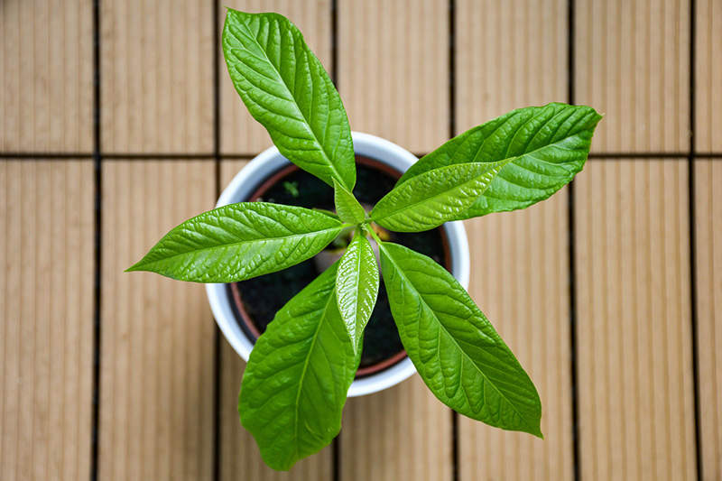 Young-avocado-plant