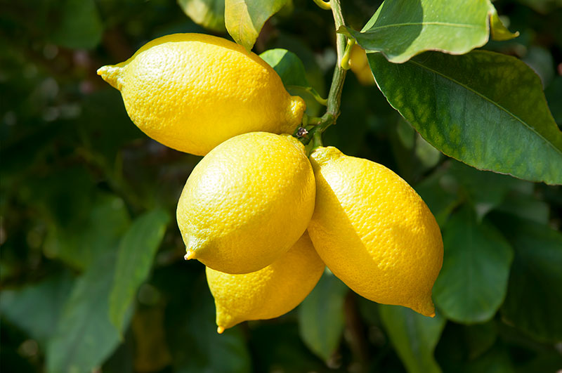 indoor-lemon-trees-look-as-good-as-their-fruit-tastes