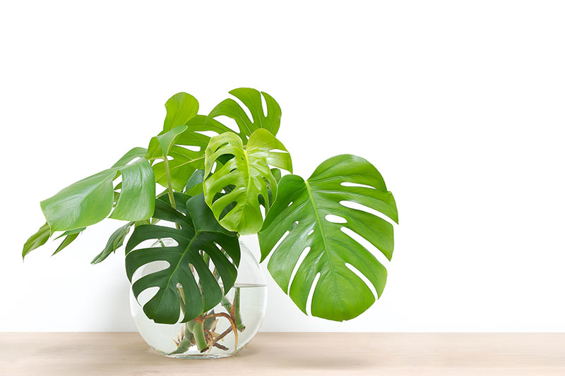 monstera-in-water-stock