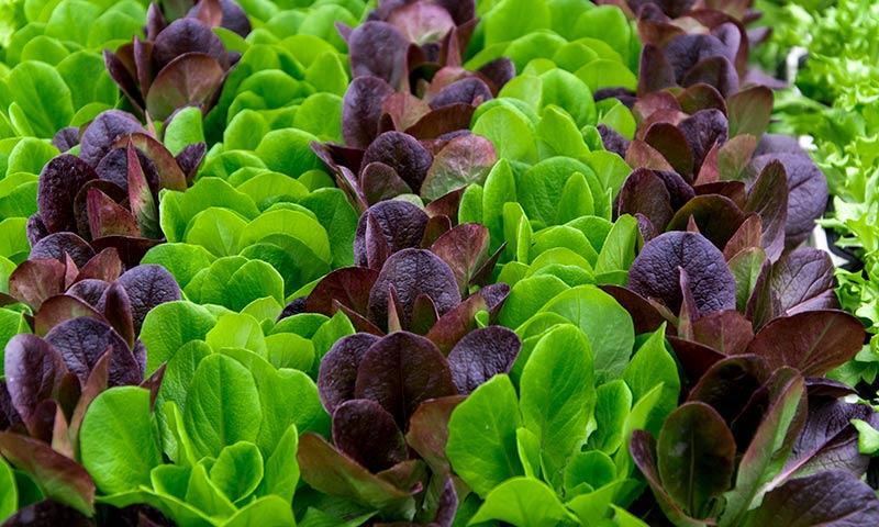 green-and-red-lettuce-1