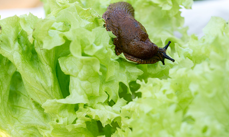 slug-eating-lettuce-1