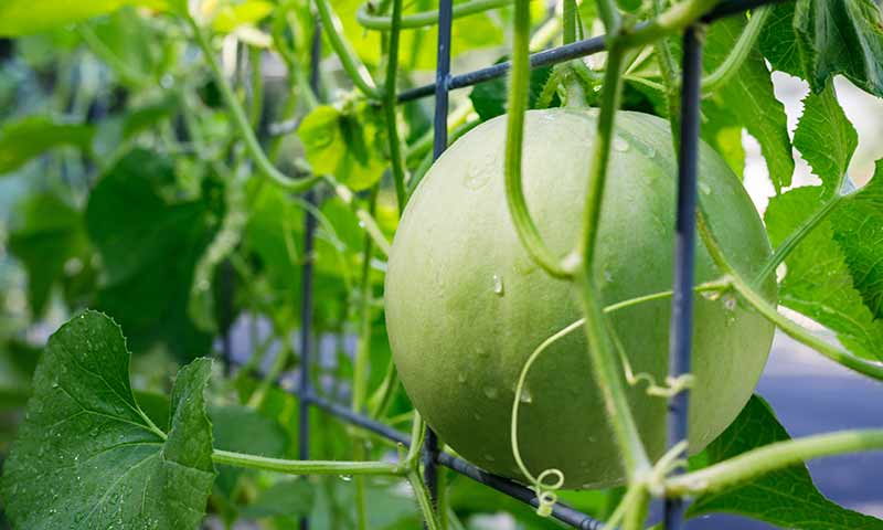 honeydew-melon
