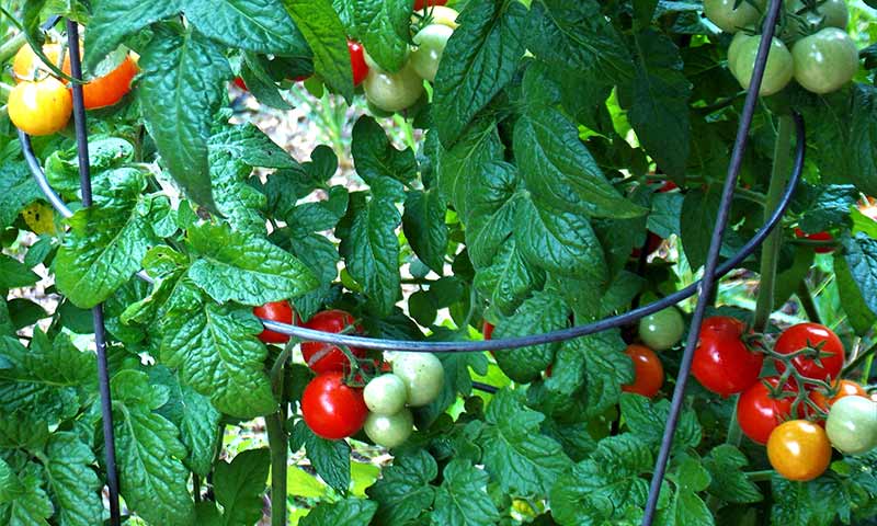 cherry-tomatoes