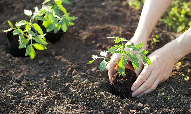 planting-tomtoes