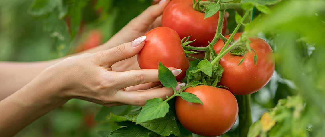 tomatoes-og