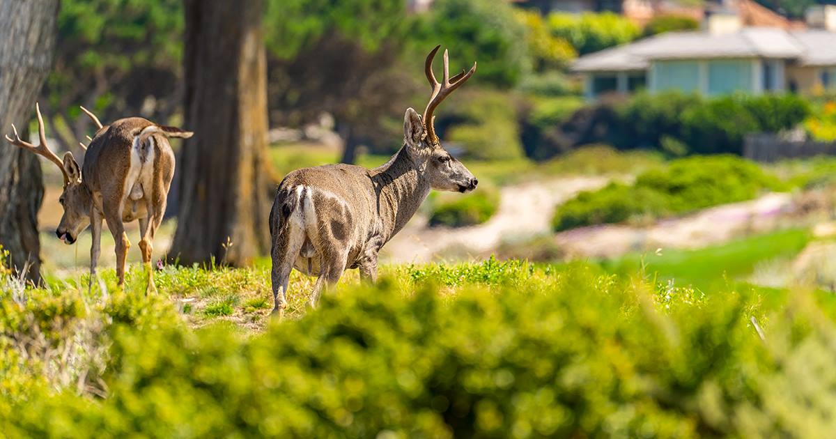 Deer grazing in urban or suburban area with homes nearby.
